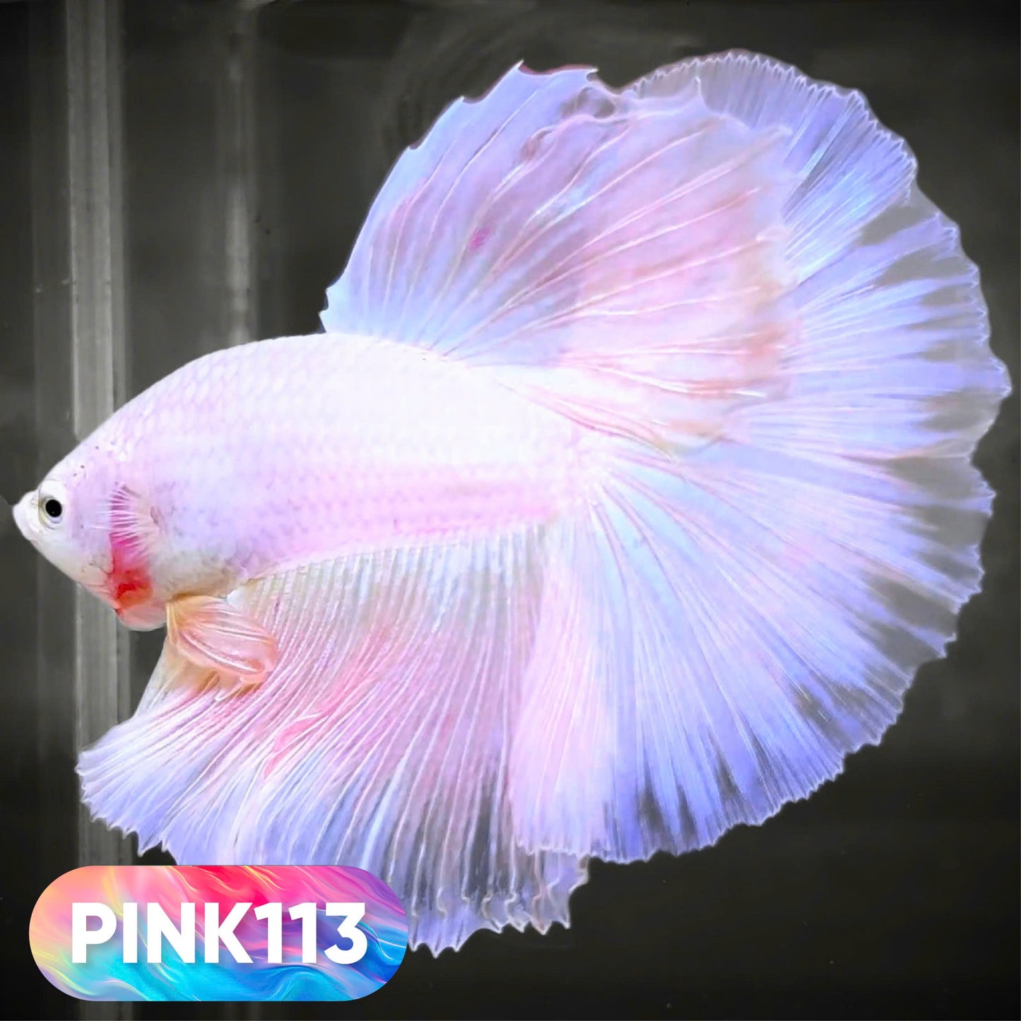 Pink Halfmoon Male Betta Fish | You Pick Fish | Order Directly From Farm