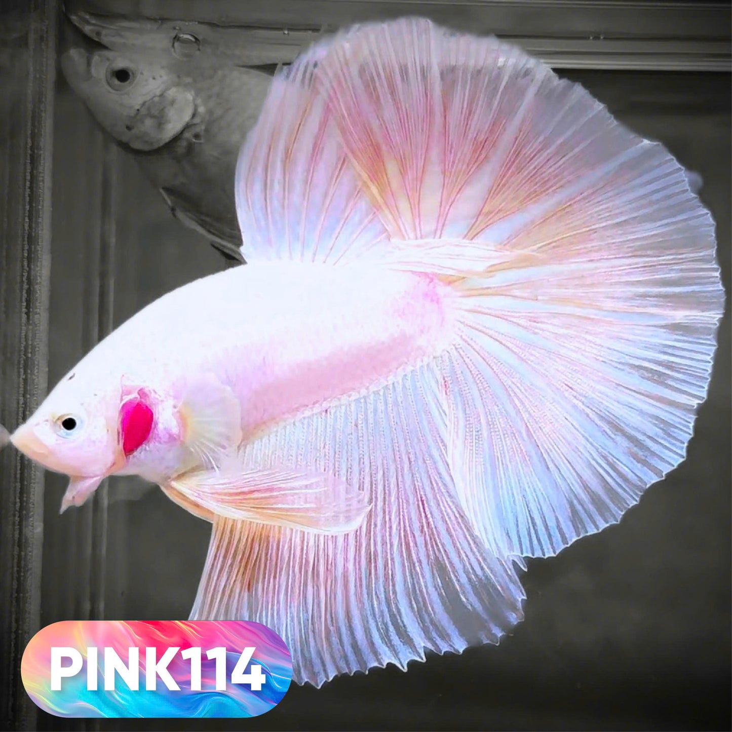 Pink Halfmoon Male Betta Fish | You Pick Fish | Order Directly From Farm