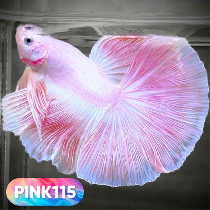 Pink Halfmoon Male Betta Fish | You Pick Fish | Order Directly From Farm