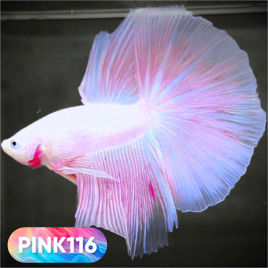 Pink Halfmoon Male Betta Fish | You Pick Fish | Order Directly From Farm