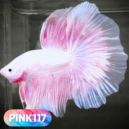 Pink Halfmoon Male Betta Fish | You Pick Fish | Order Directly From Farm