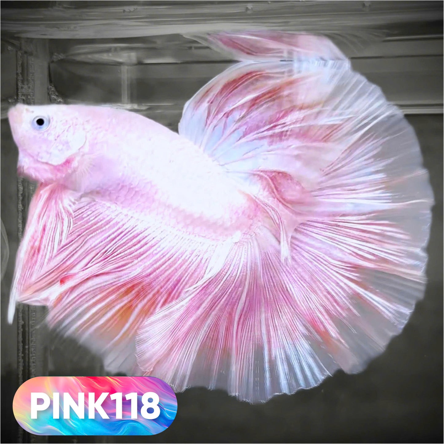 Pink Halfmoon Male Betta Fish | You Pick Fish | Order Directly From Farm