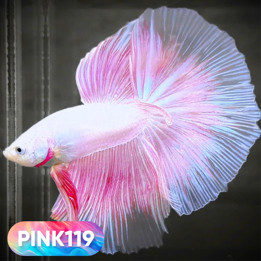 Pink Halfmoon Male Betta Fish | You Pick Fish | Order Directly From Farm