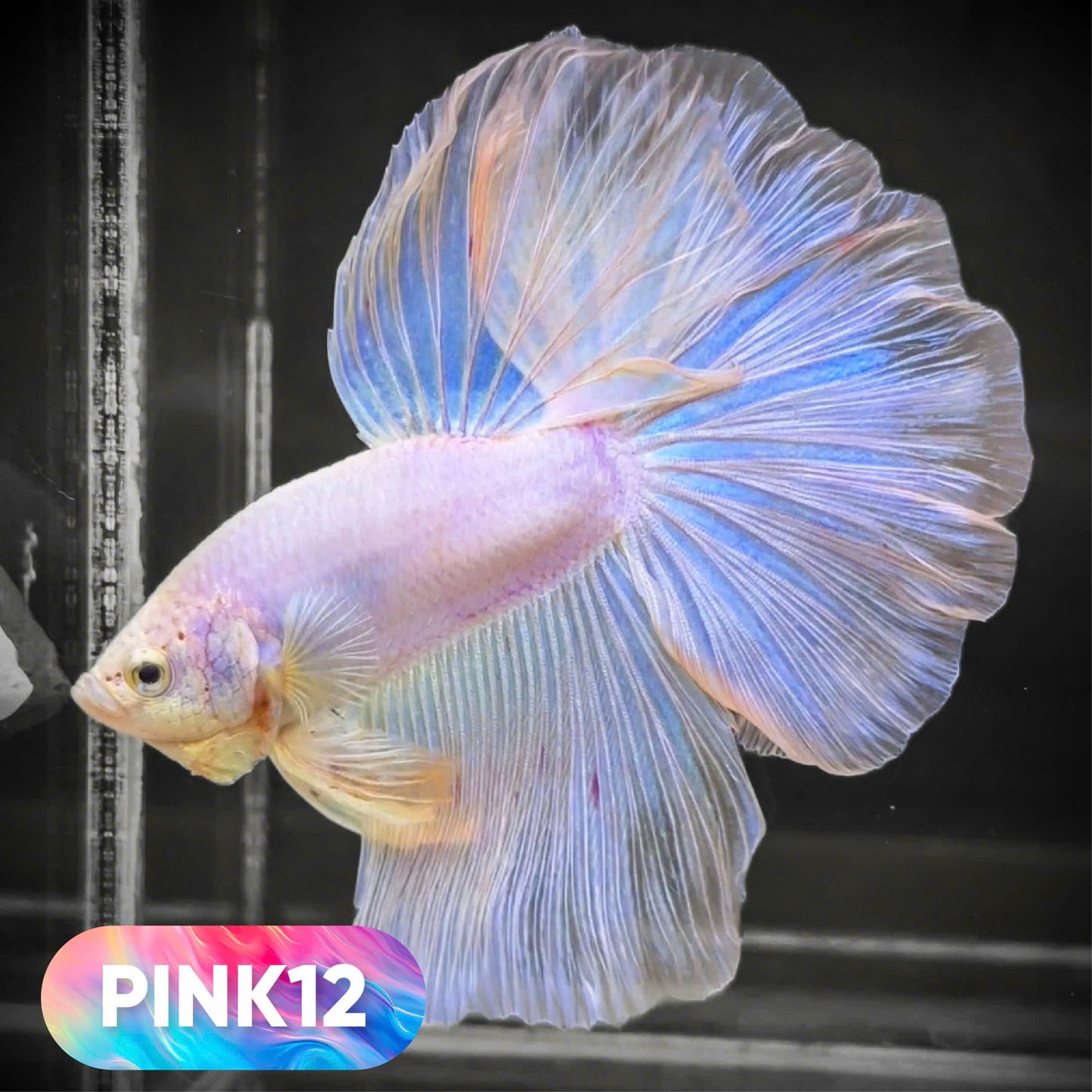 Pink Halfmoon Male Betta Fish | You Pick Fish | Order Directly From Farm