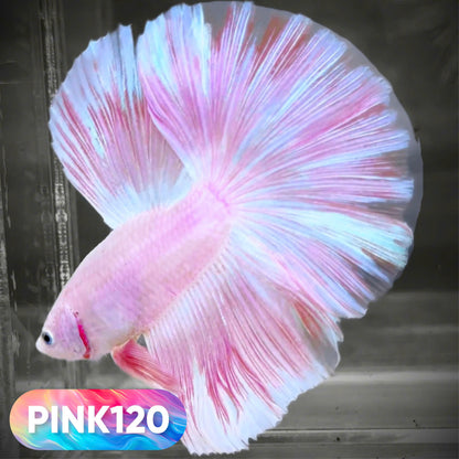Pink Halfmoon Male Betta Fish | You Pick Fish | Order Directly From Farm