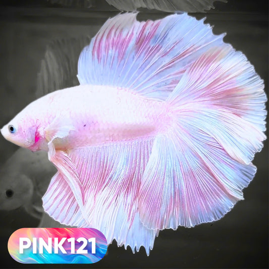 Pink Halfmoon Male Betta Fish | You Pick Fish | Order Directly From Farm