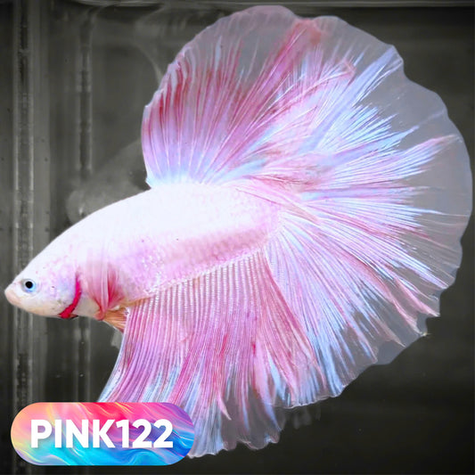 Pink Halfmoon Male Betta Fish | You Pick Fish | Order Directly From Farm