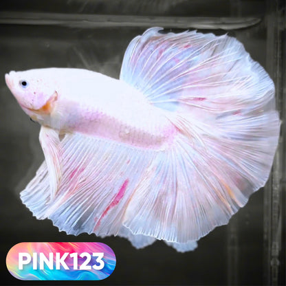 Pink Halfmoon Male Betta Fish | You Pick Fish | Order Directly From Farm