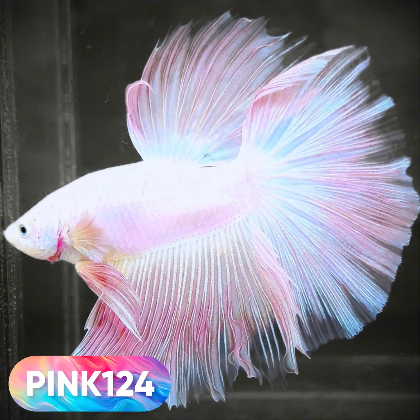 Pink Halfmoon Male Betta Fish | You Pick Fish | Order Directly From Farm