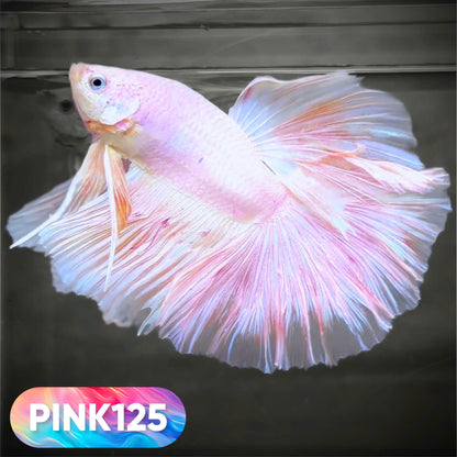 Pink Halfmoon Male Betta Fish | You Pick Fish | Order Directly From Farm