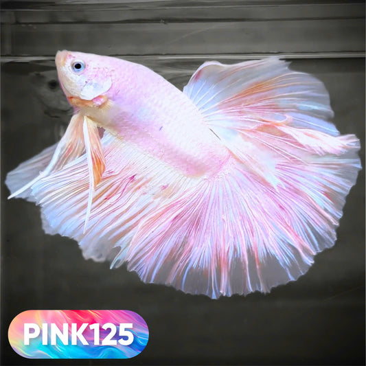 Pink Halfmoon Male Betta Fish | You Pick Fish | Order Directly From Farm