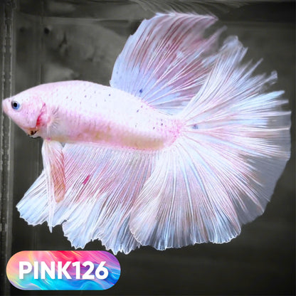 Pink Halfmoon Male Betta Fish | You Pick Fish | Order Directly From Farm