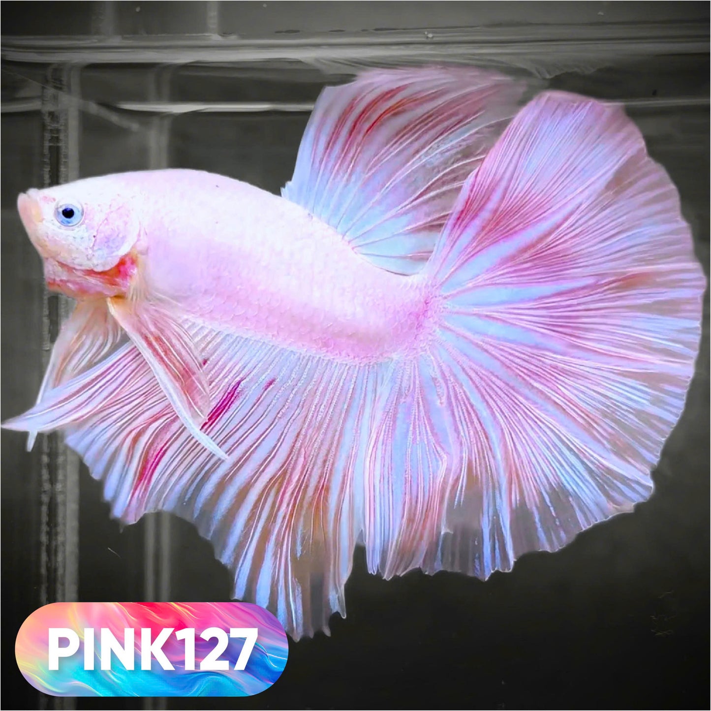 Pink Halfmoon Male Betta Fish | You Pick Fish | Order Directly From Farm