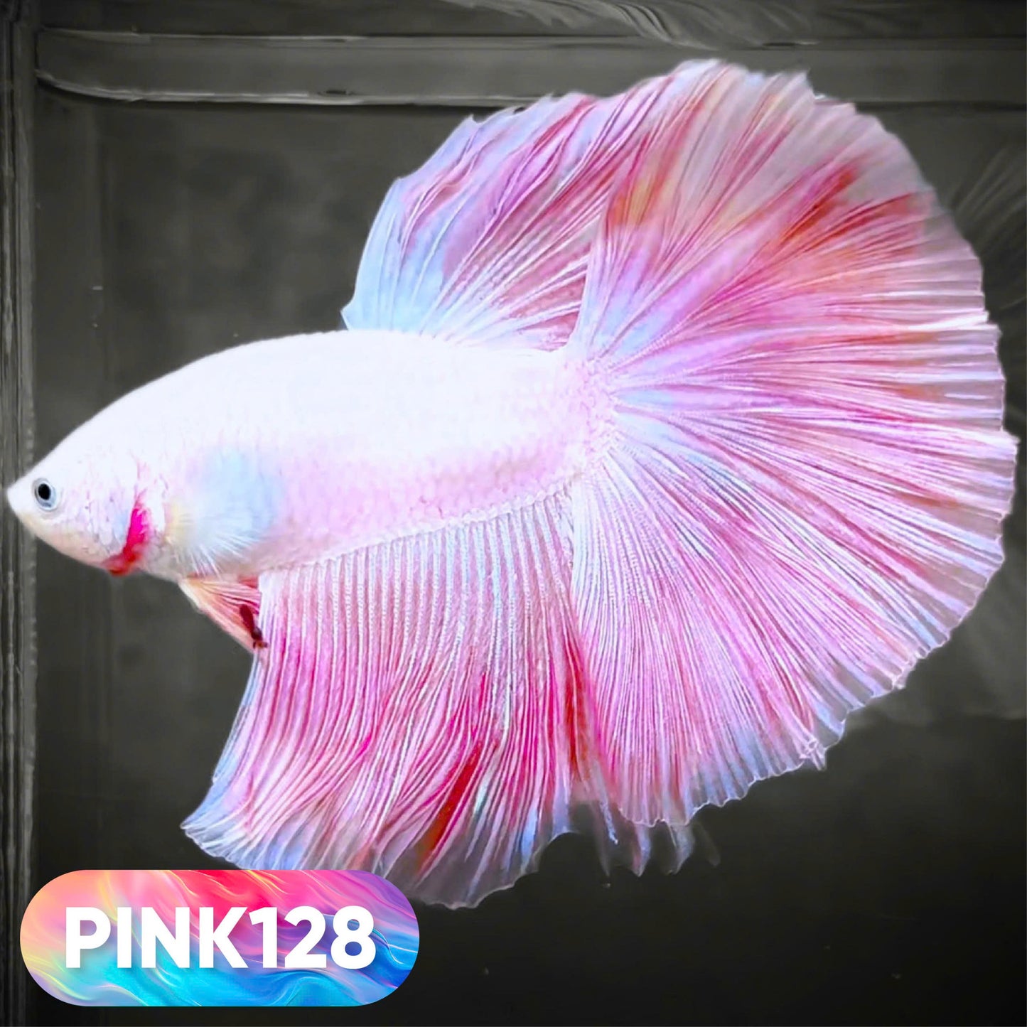 Pink Halfmoon Male Betta Fish | You Pick Fish | Order Directly From Farm