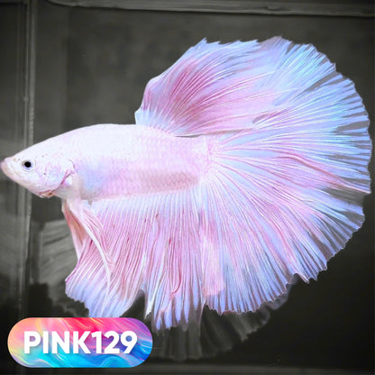 Pink Halfmoon Male Betta Fish | You Pick Fish | Order Directly From Farm