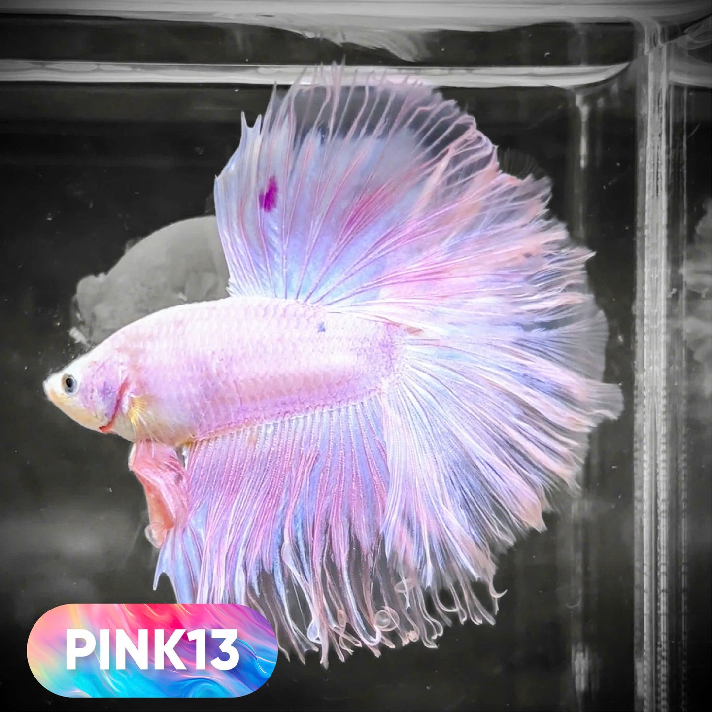 Pink Halfmoon Male Betta Fish | You Pick Fish | Order Directly From Farm