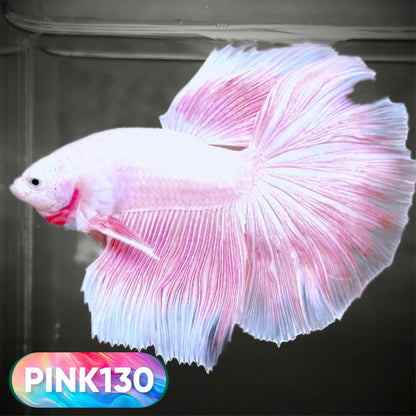 Pink Halfmoon Male Betta Fish | You Pick Fish | Order Directly From Farm