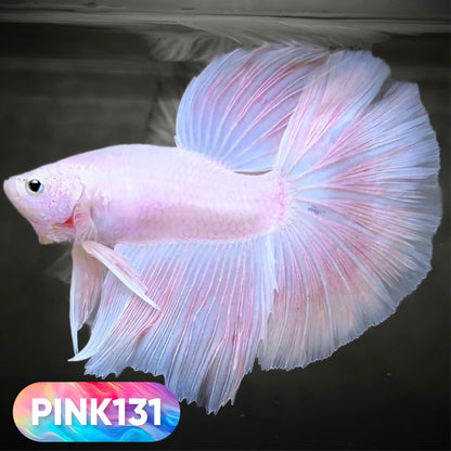 Pink Halfmoon Male Betta Fish | You Pick Fish | Order Directly From Farm