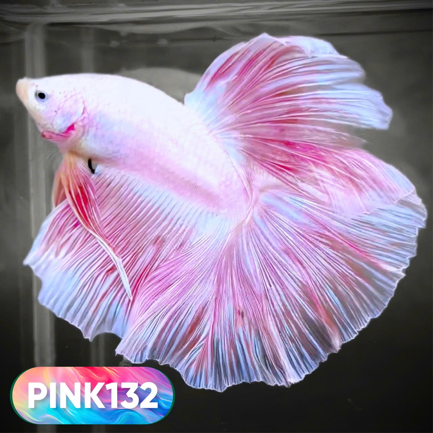 Pink Halfmoon Male Betta Fish | You Pick Fish | Order Directly From Farm