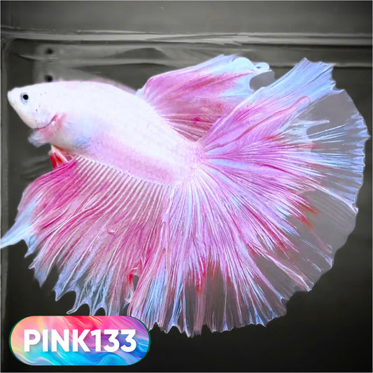 Pink Halfmoon Male Betta Fish | You Pick Fish | Order Directly From Farm
