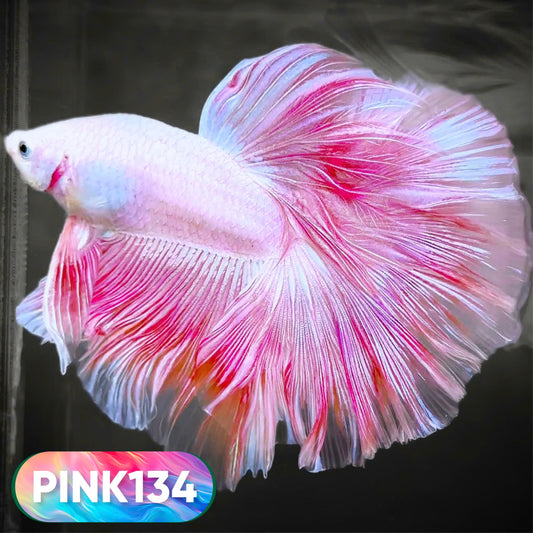 Pink Halfmoon Male Betta Fish | You Pick Fish | Order Directly From Farm