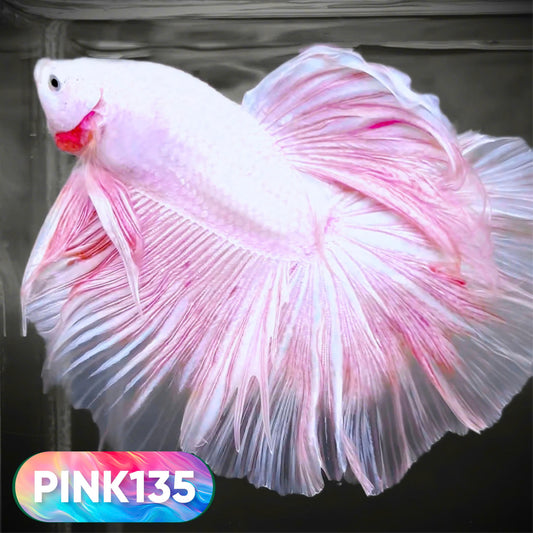 Pink Halfmoon Male Betta Fish | You Pick Fish | Order Directly From Farm