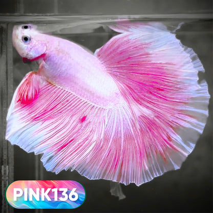 Pink Halfmoon Male Betta Fish | You Pick Fish | Order Directly From Farm