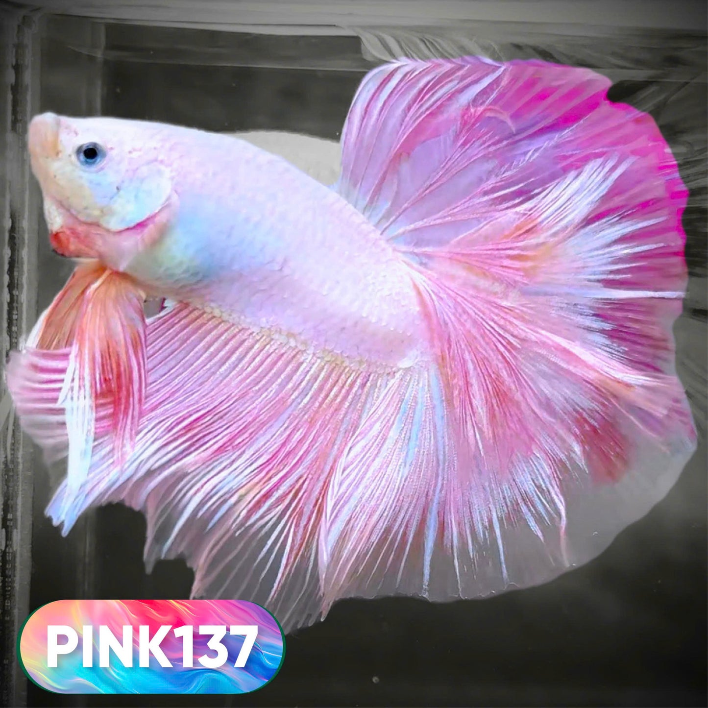 Pink Halfmoon Male Betta Fish | You Pick Fish | Order Directly From Farm