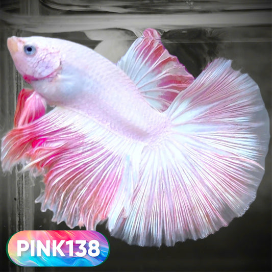 Pink Halfmoon Male Betta Fish | You Pick Fish | Order Directly From Farm