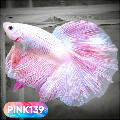Pink Halfmoon Male Betta Fish | You Pick Fish | Order Directly From Farm