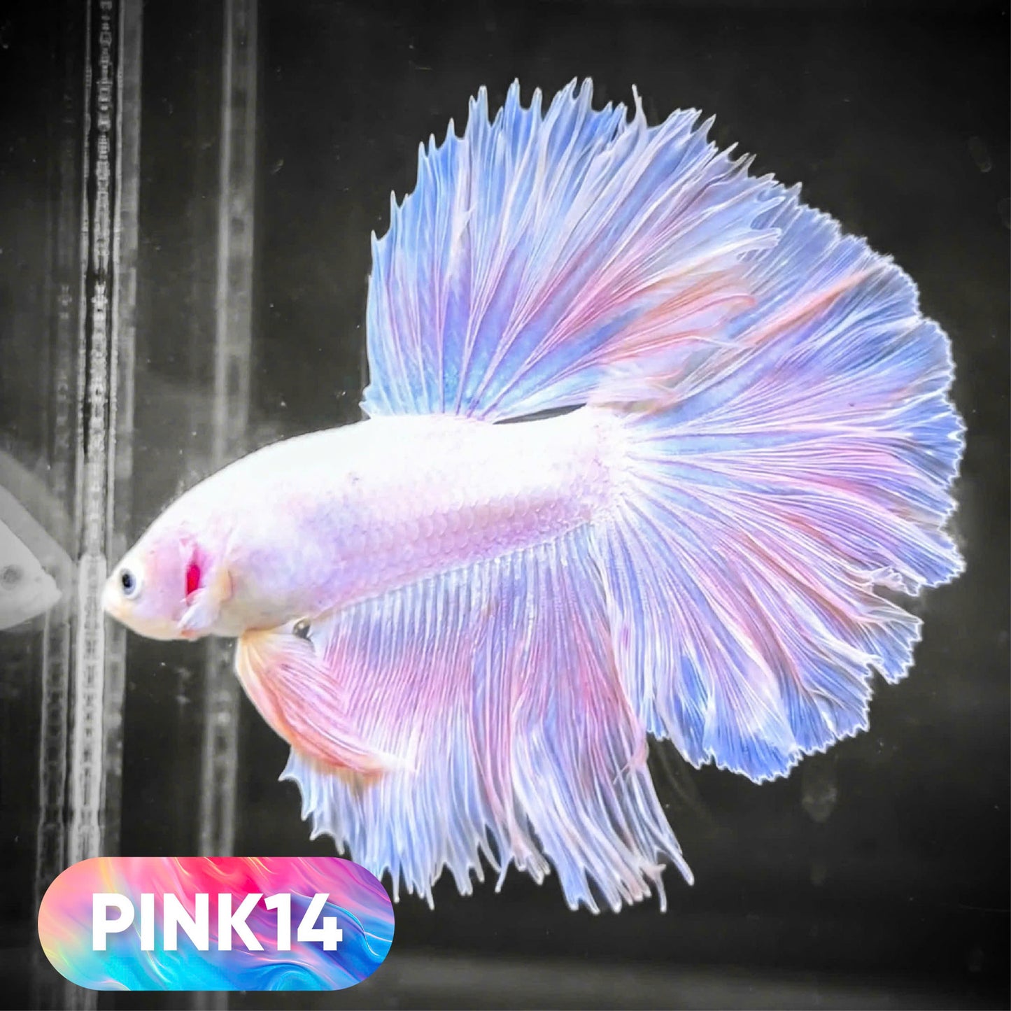Pink Halfmoon Male Betta Fish | You Pick Fish | Order Directly From Farm