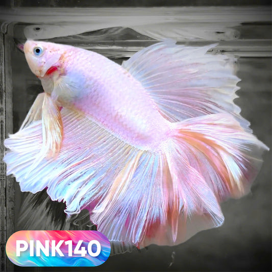 Pink Halfmoon Male Betta Fish | You Pick Fish | Order Directly From Farm