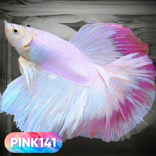 Pink Halfmoon Male Betta Fish | You Pick Fish | Order Directly From Farm
