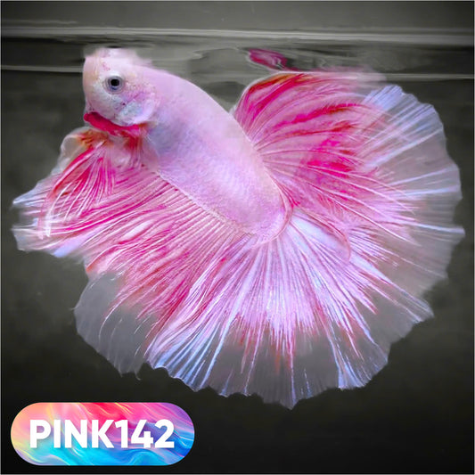 Pink Halfmoon Male Betta Fish | You Pick Fish | Order Directly From Farm