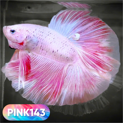 Pink Halfmoon Male Betta Fish | You Pick Fish | Order Directly From Farm