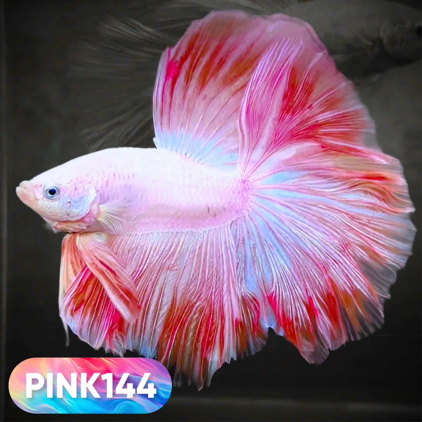 Pink Halfmoon Male Betta Fish | You Pick Fish | Order Directly From Farm