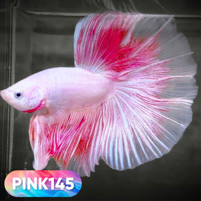 Pink Halfmoon Male Betta Fish | You Pick Fish | Order Directly From Farm
