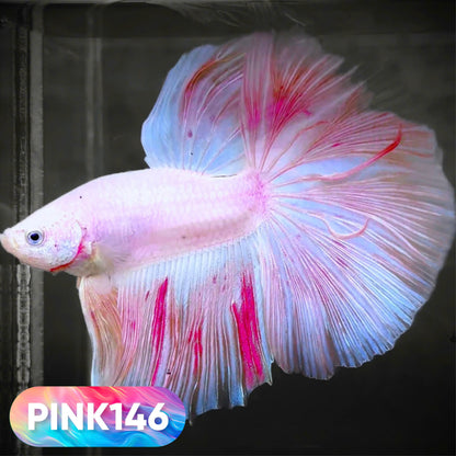 Pink Halfmoon Male Betta Fish | You Pick Fish | Order Directly From Farm