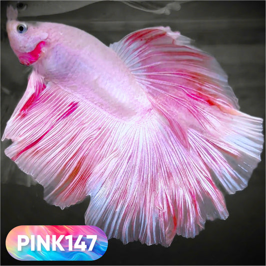 Pink Halfmoon Male Betta Fish | You Pick Fish | Order Directly From Farm