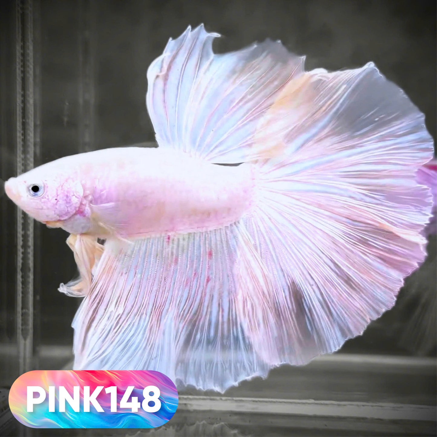 Pink Halfmoon Male Betta Fish | You Pick Fish | Order Directly From Farm