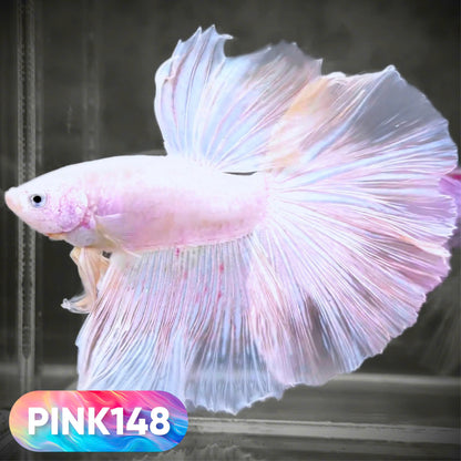 Pink Halfmoon Male Betta Fish | You Pick Fish | Order Directly From Farm