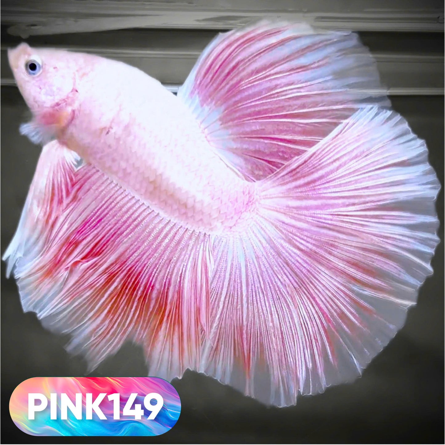 Pink Halfmoon Male Betta Fish | You Pick Fish | Order Directly From Farm