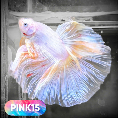 Pink Halfmoon Male Betta Fish | You Pick Fish | Order Directly From Farm