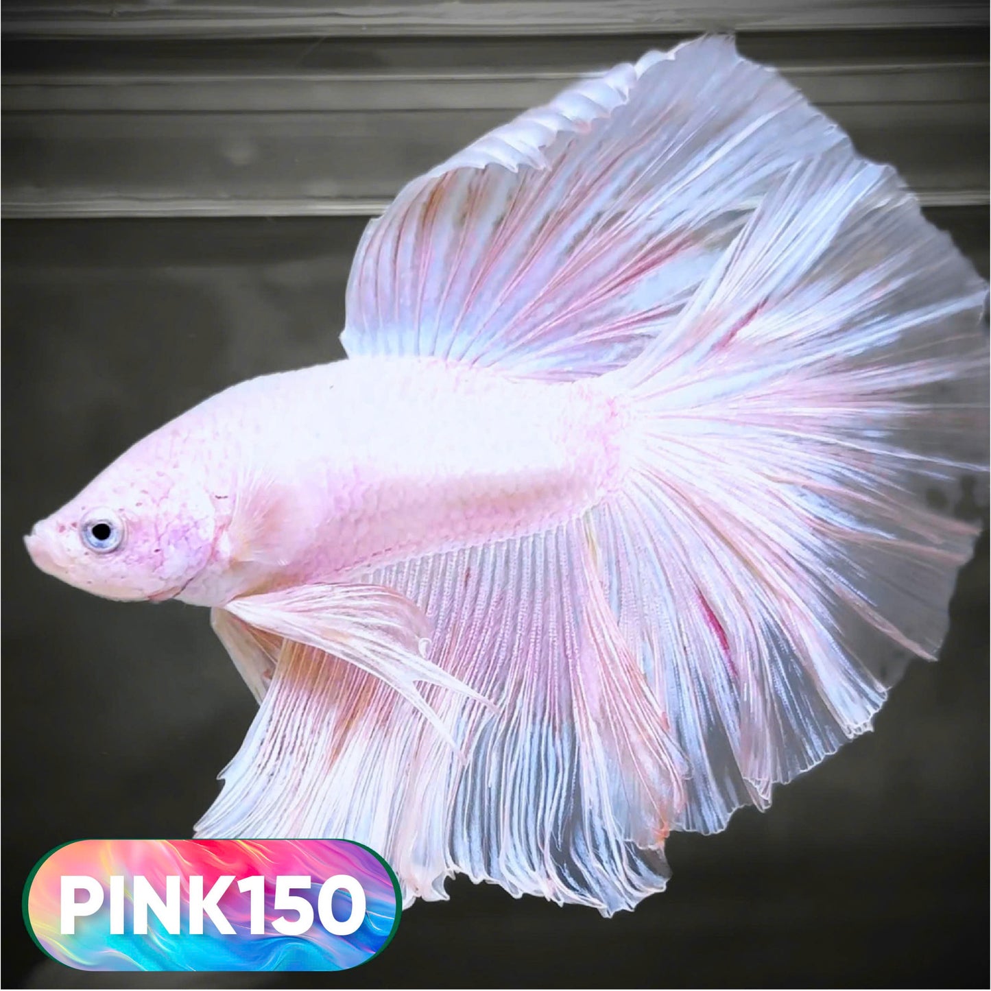 Pink Halfmoon Male Betta Fish | You Pick Fish | Order Directly From Farm