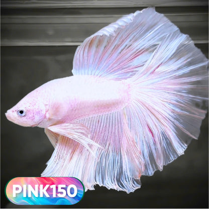 Pink Halfmoon Male Betta Fish | You Pick Fish | Order Directly From Farm