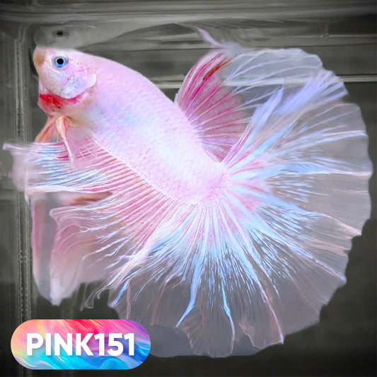 Pink Halfmoon Male Betta Fish | You Pick Fish | Order Directly From Farm