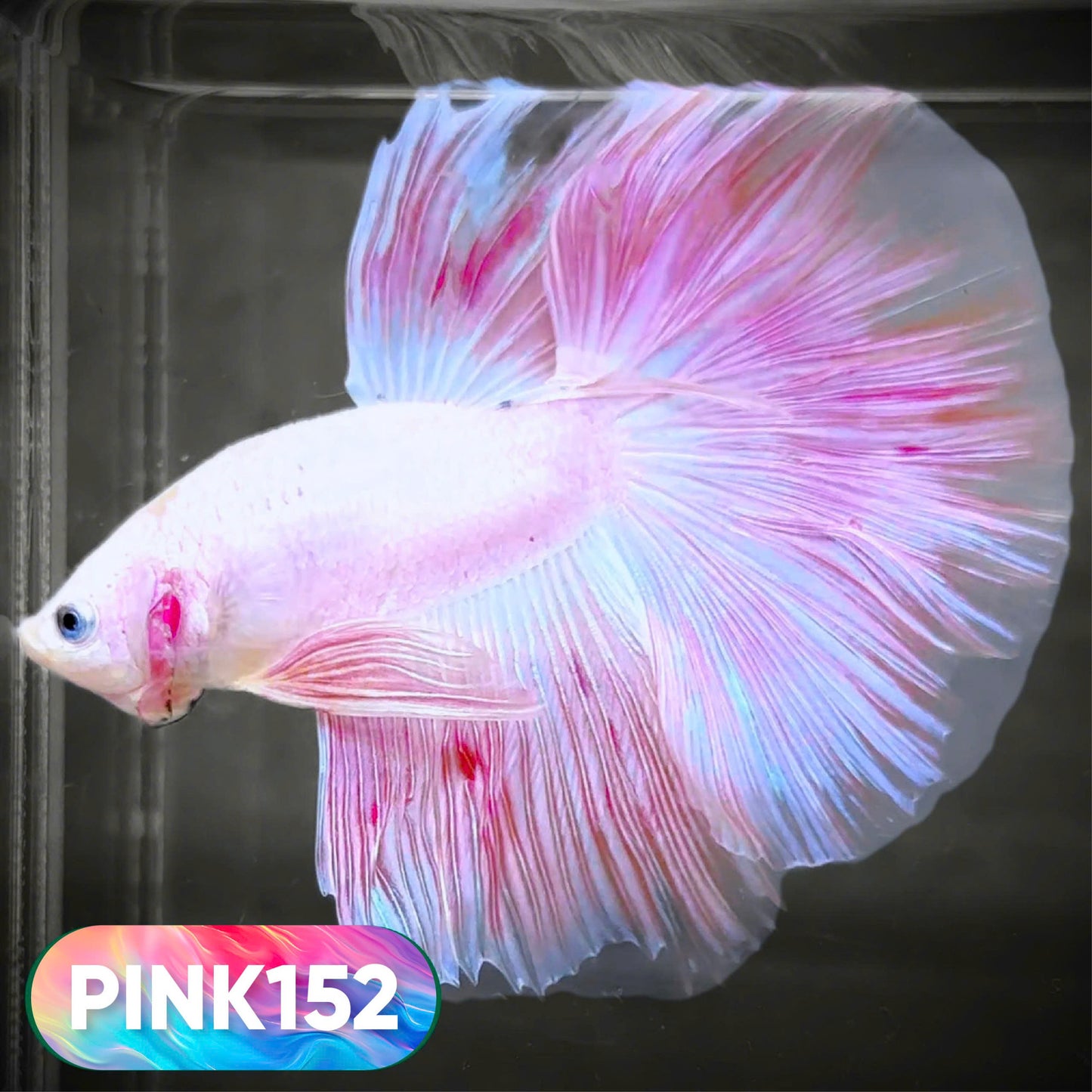 Pink Halfmoon Male Betta Fish | You Pick Fish | Order Directly From Farm