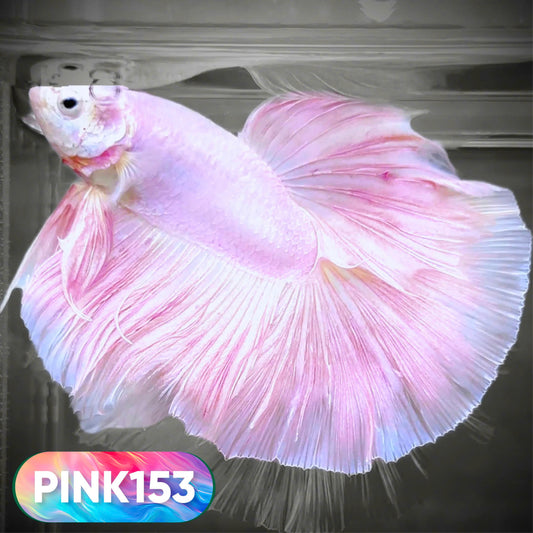 Pink Halfmoon Male Betta Fish | You Pick Fish | Order Directly From Farm