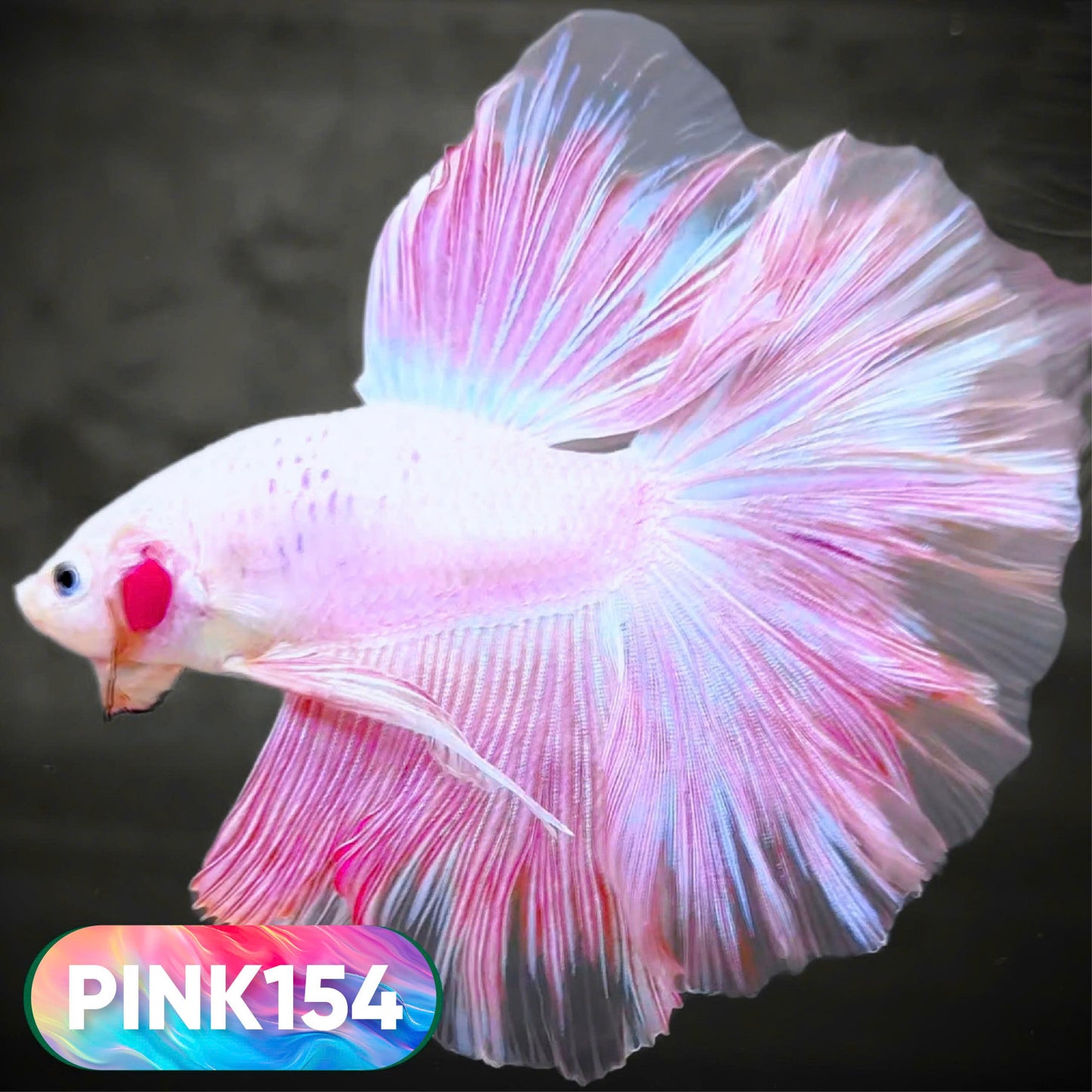 Pink Halfmoon Male Betta Fish | You Pick Fish | Order Directly From Farm