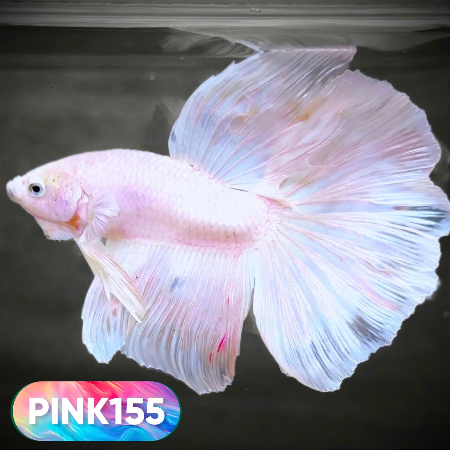 Pink Halfmoon Male Betta Fish | You Pick Fish | Order Directly From Farm